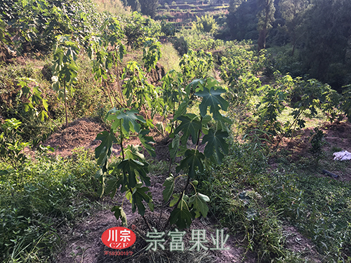 圖為：“宗富果業”在古藺發展的波姬紅無花果苗