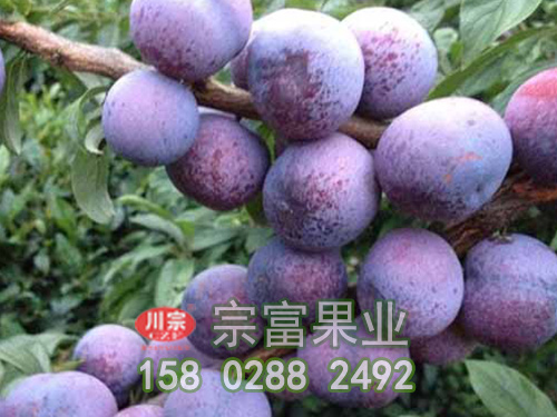 脆紅李