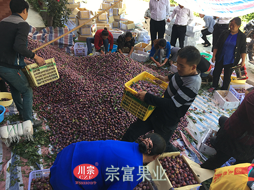 圖為：地裏新鮮采摘的脆紅李堆積如山