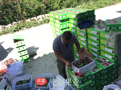 圖為：“宗富果業”脆紅李產地打包發貨