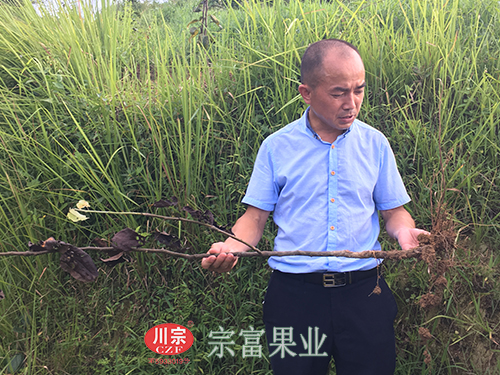 圖為：“宗富果業”鄭萬清查看梨苗病害