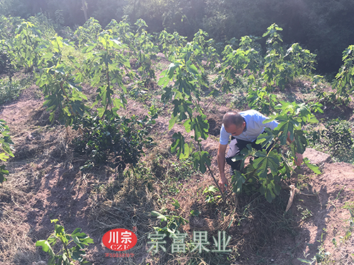 圖為：“宗富果業”鄭萬清指導無花果苗整形