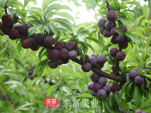 脆紅李