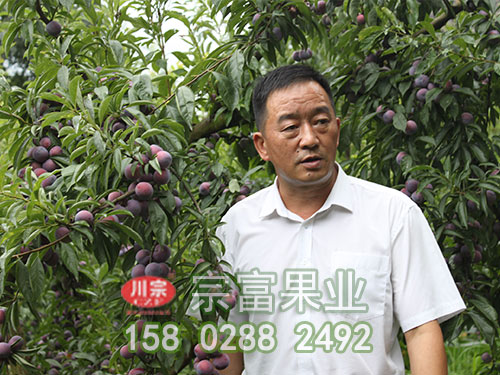 新品種李子苗