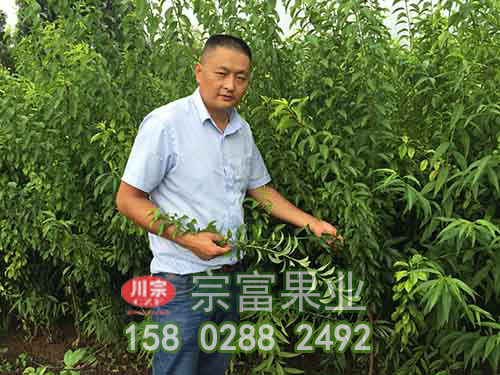 李樹苗