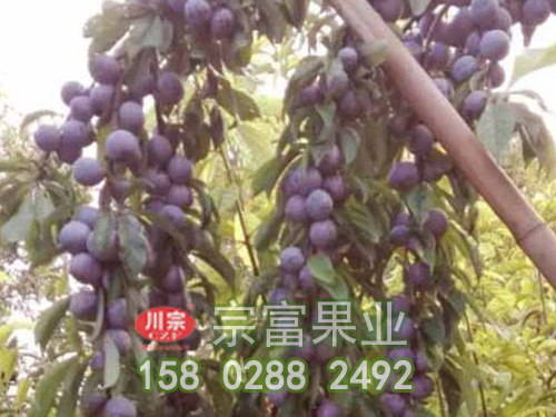 脆紅李苗