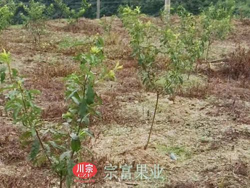圖為：“宗富果業”樂至縣種植的李子樹苗