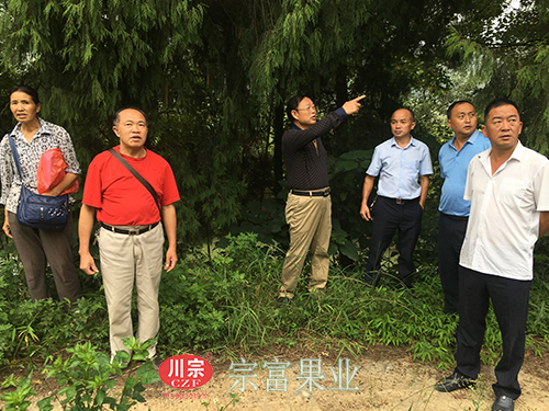 圖為：“宗富果業”團隊和周總在樹下避雨
