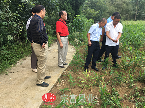 圖為：“全國勞模”裴忠富帶領團隊查看土質