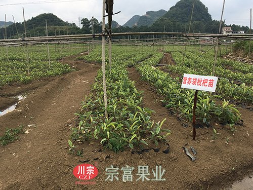 圖為：“宗富果業”綿陽市永安鎮基地營養袋枇杷苗