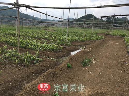 圖為：“宗富果業”發展的大五星枇杷苗