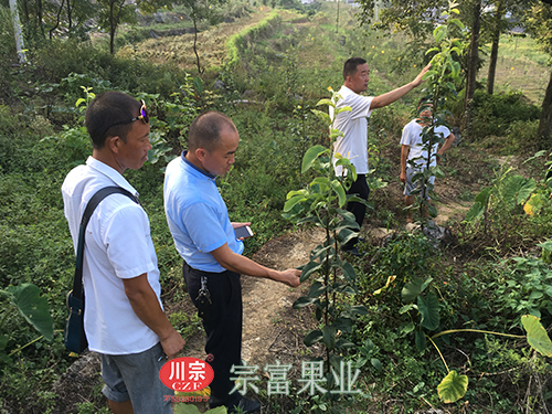 圖為：“宗富果業”技術團隊講解梨苗管理技術