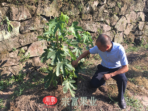 圖為：“宗富果業”鄭萬清指導無花果苗栽培管理