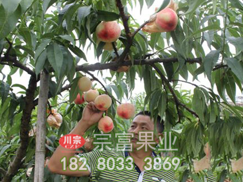 盆栽李樹苗與地栽李樹苗區別