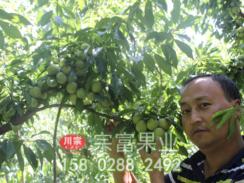 初春防治李樹苗的病蟲害