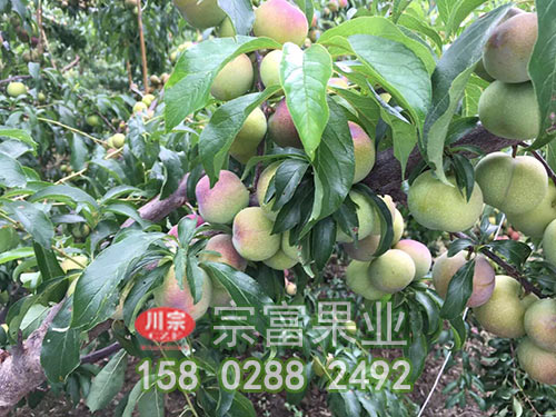 脆紅李子苗修剪Y字形樹形與自然開心型的區別