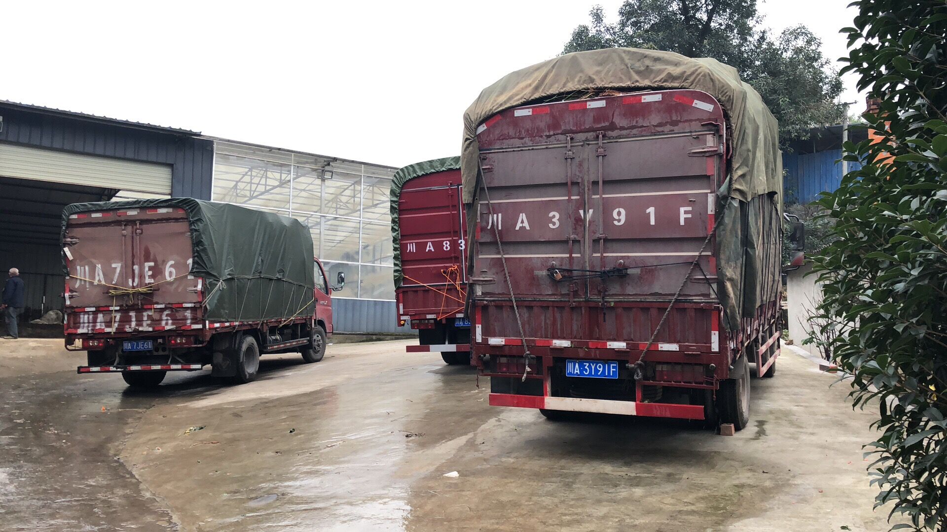 宗富果業李樹苗基地近生意火爆！！！