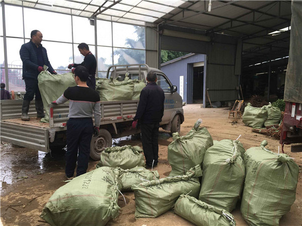 種植李樹苗前景越來越好！！！村民們大量搶購 現場圖