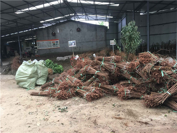 種植李樹苗前景越來越好！！！村民們大量搶購 現場圖