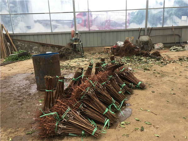 種植李樹苗前景越來越好！！！村民們大量搶購 現場圖
