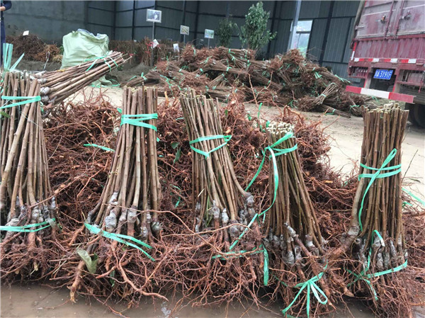 種植李樹苗前景越來越好！！！村民們大量搶購 現場圖