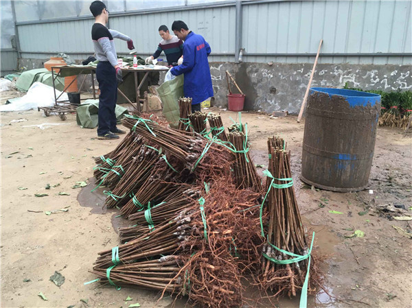 種植李樹苗前景越來越好！！！村民們大量搶購 現場圖