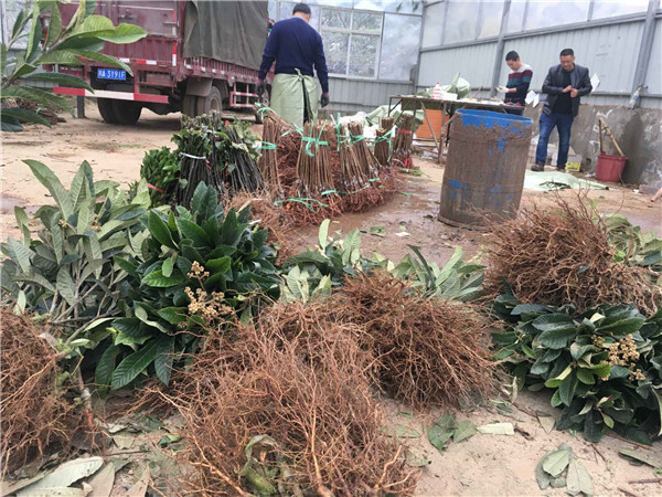 種植李樹苗前景越來越好！！！村民們大量搶購 現場圖