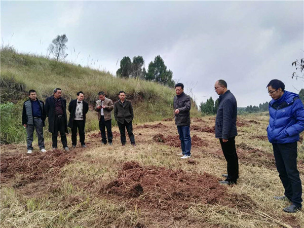 考察李樹苗基地現場圖