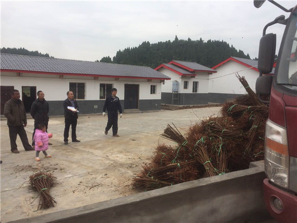 李樹苗技術人員裝車現場圖