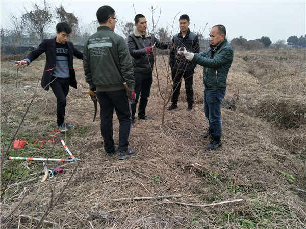 鄭果技師現場指導李樹苗修剪栽培技術
