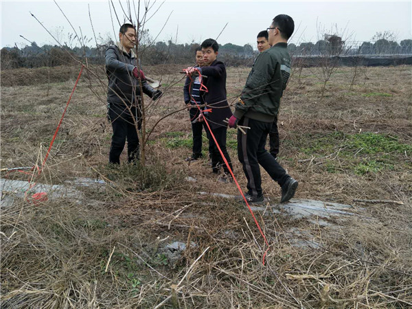 鄭果技師現場指導李樹苗修剪栽培技術