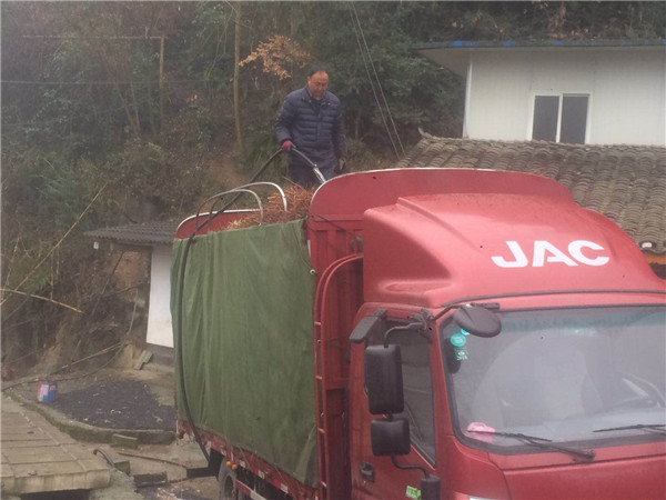 南部區李先生帶車過來提李樹苗