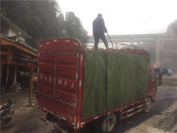 南部區李先生帶車過來提李樹苗