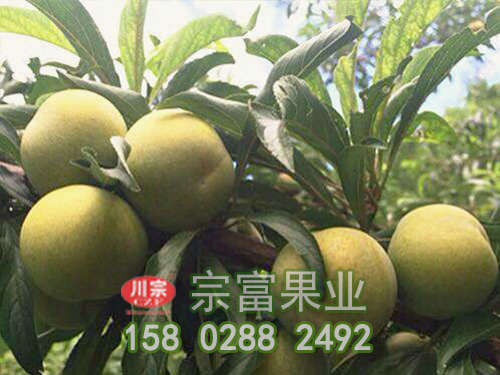 李樹苗高效豐產技術