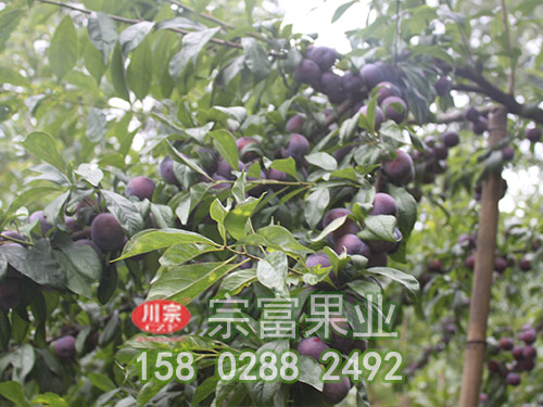 青脆李子苗種植的佳時間？