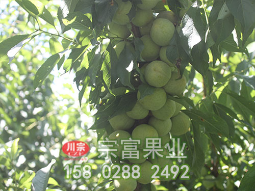 涼山雷波拉巴村 建卡戶種下6萬株“搖錢樹”