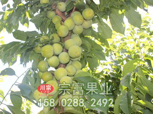 青脆李子苗如何進行栽培？