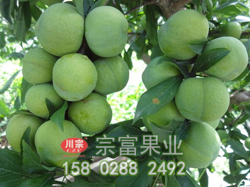 李子苗栽植時期和栽植方法