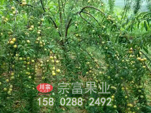 蜂糖李子苗主幹疏散分層