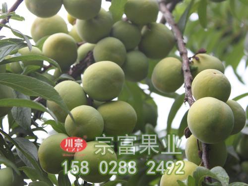 栽培李子苗的六大關鍵