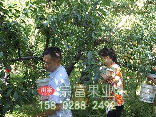 李子樹苗花期管理四要點