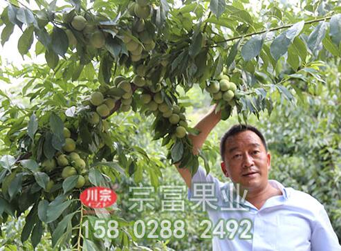 李子苗流膠病如何防治