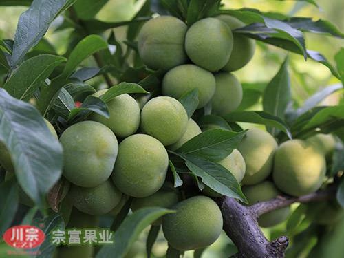 宗富講青脆李子苗的土肥管理