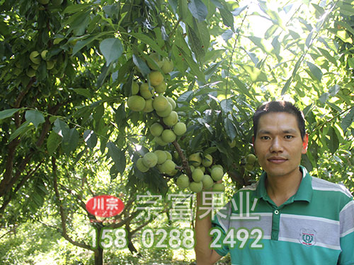 青脆李子苗的保花保果技術