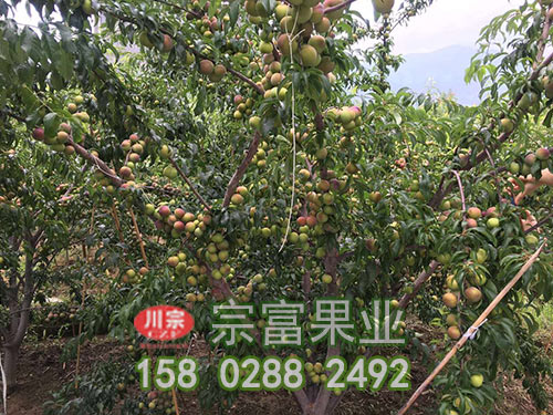 茵紅李子苗的價值與栽培技術