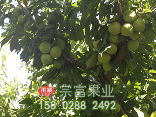 宗富李子苗如何避免凍害