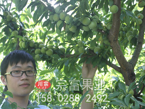 宗富分享李子苗的栽培技術