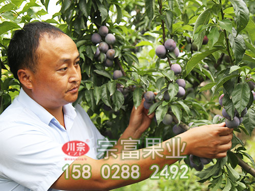 李樹苗科學管理新技術？