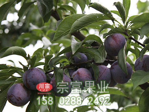 李樹苗科學管理新技術？