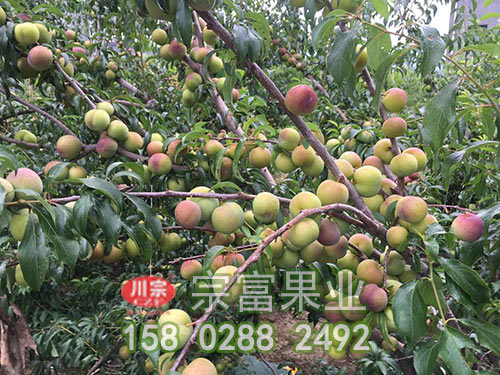 李樹苗移栽前怎麼樣防止爛根
